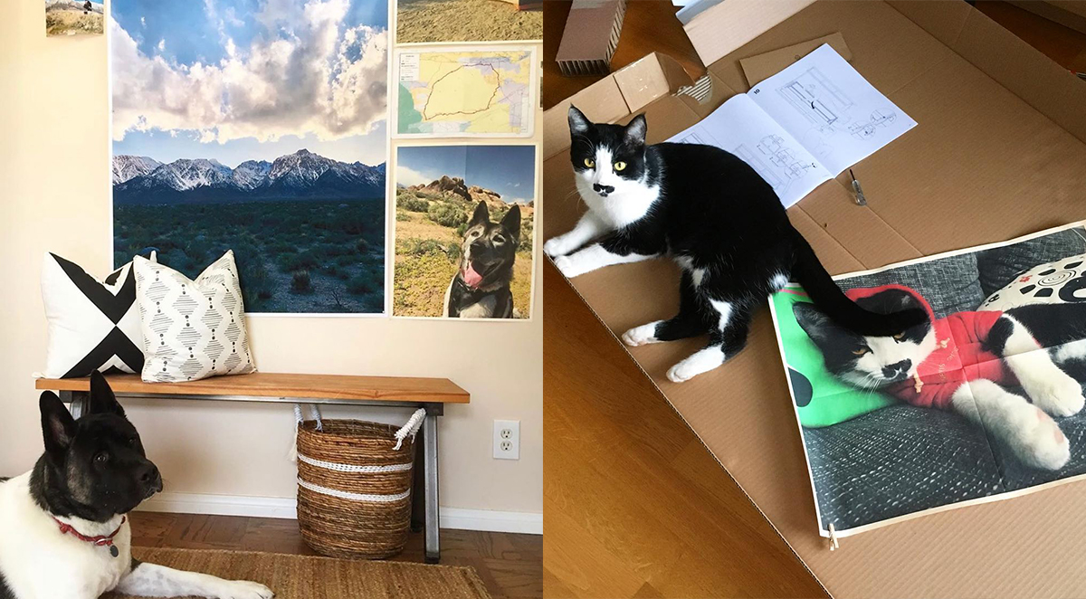newsprints-cat-dog